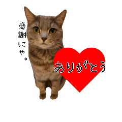 Lineスタンプ かわいいグレ猫マム シンプル写真スタンプ 40種類 1円