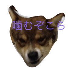 激おこ犬 Lineスタンプ Narumaron